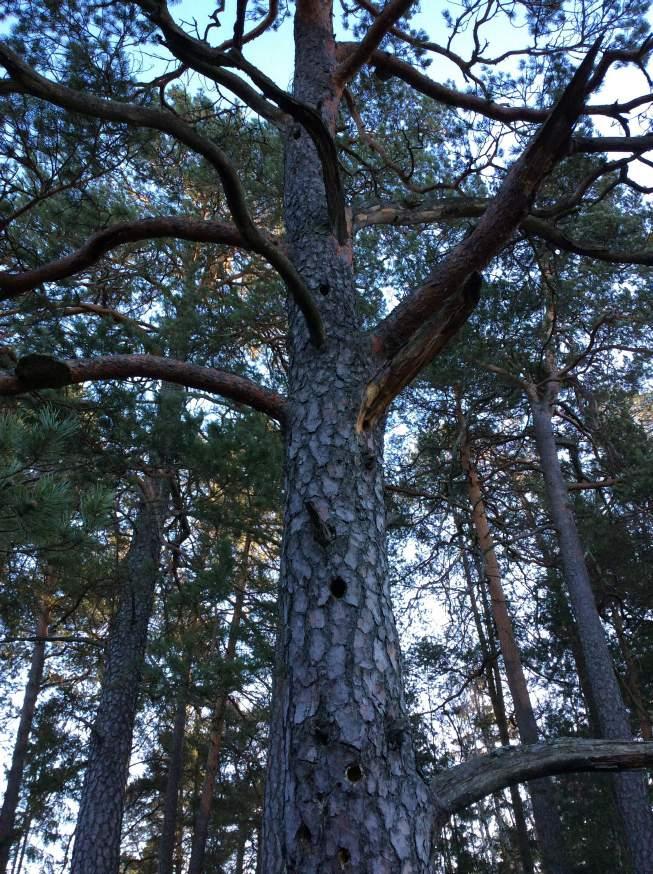 Naturvärdesinventering
