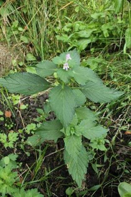 Flora och markanvändning Kvarvarande effekt av störning i Skabersjös skogar på före detta åkermark (Störningsindex enligt