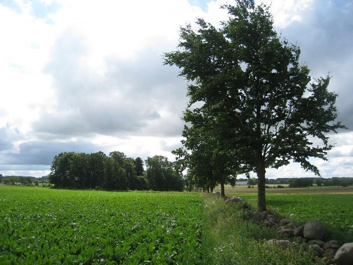 Hur bör vi sköta och restaurera små lövskogar som del av en fungerande grön