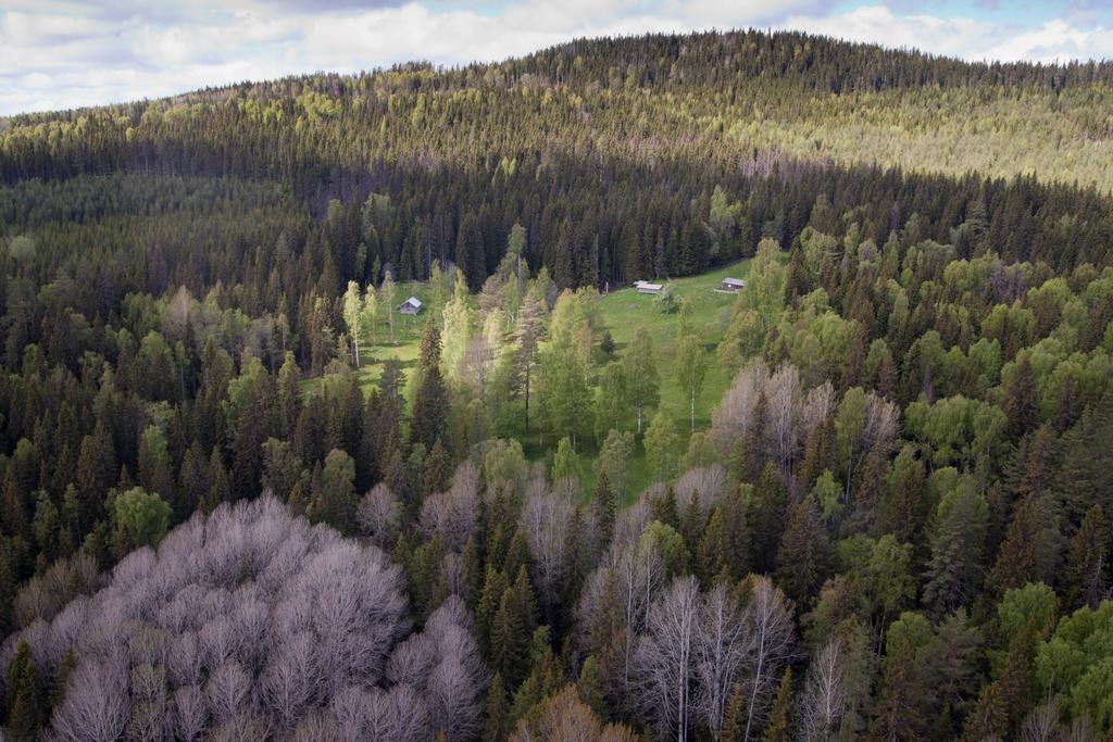 Grön infrastruktur är nätverk av natur som bidrar till fungerande