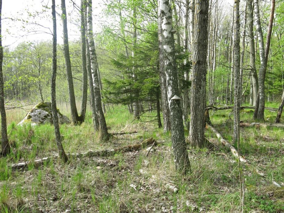 Bild 3. Kontrollområde Sandholmarna. Fällorna markerades med en blompinne och röd tejp för att underlätta återfynd av fällor.