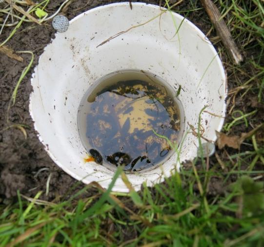 Bild 4. En färdigmonterad markfälla. Efter att ha tömt fällan fylldes den på, täcktes med lock och spändes fast. Bild 5. Markfälla med insamlat material efter en månad i fält.