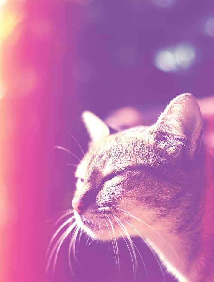 Panions mål är också att utveckla och kommersialisera andra veterinärmedicinska produkter och nya