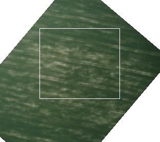 Fig 54. Samma tid och plats som i figur 2 men bilden tagen från UAV. Det markerade området visas i figur 4. Fig 55. Banden visar variationen i grönheten i UAV-bilden.