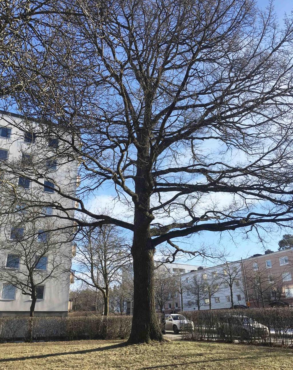 naturvårdsarter. Bedömningen anses säker.