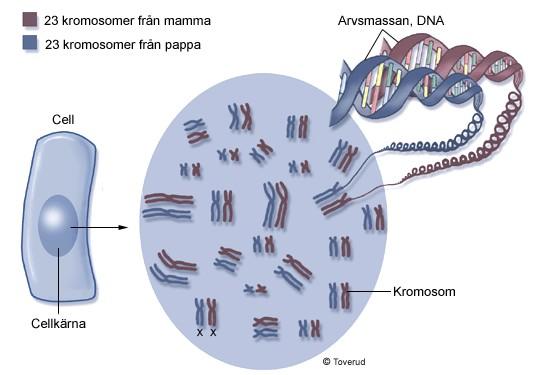 Genetiken intresserar många forskare, några nobelpris blir det inom området.