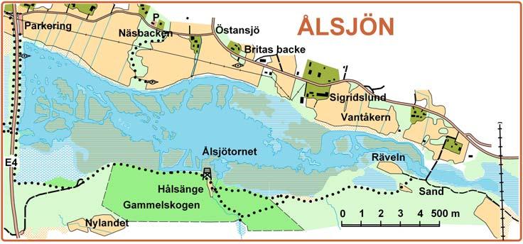 Vid höst- och vårflod översvämmas Ålsjöängarna ibland. Ser man mycket vatten på denna sida bör man gå igenom området noga då dessa översvämningar attraherar mycket vadare och änder.