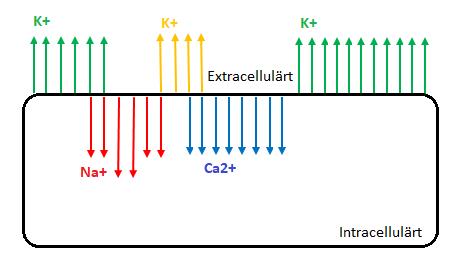 Figur 1. Figuren ovan representerar aktionspotentialerna i hjärtat, och under ses ett EKG-diagram som är kopplat till aktionspotentialerna.
