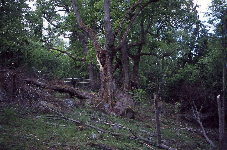 Ent. Tidskr. 132 (2011) Figur 9. Restaurering av igenvuxna lokaler med gamla lindar har påbörjats, bl.a. på Lindön i Sörfjärden (Södermanland).