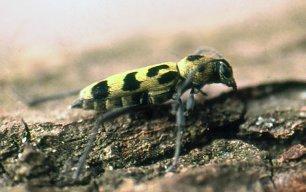 a) Ögonfläcksbock Mesosa curculionides, b) Lindgrengnagare