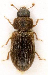 herbstii, d) Lindbarkbagge Synchita separanda, e)
