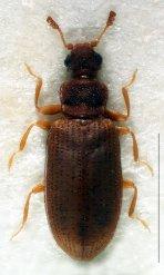 Laemophloeus monilis, g) Enfärgad brandsvampbagge