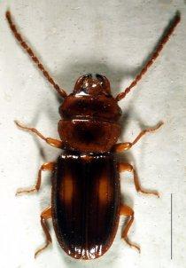 Lindgrenbock Exocentrus lusitanus, j) Lindborre Ernoporus