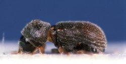 (see also Table 1) a) Mesosa curculionides, b)