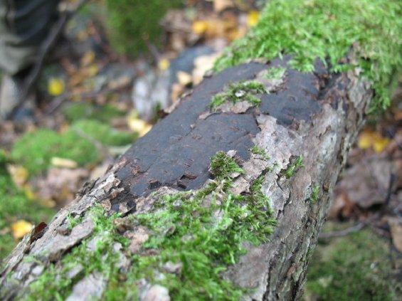Ent. Tidskr. 132 (2011) Figur 2. Linddynan (Biscogniauxia cinereolilacina) är en svamp specialiserad på lind som åtminstone fyra av arterna i åtgärdsprogrammet tycks vara knutna till.