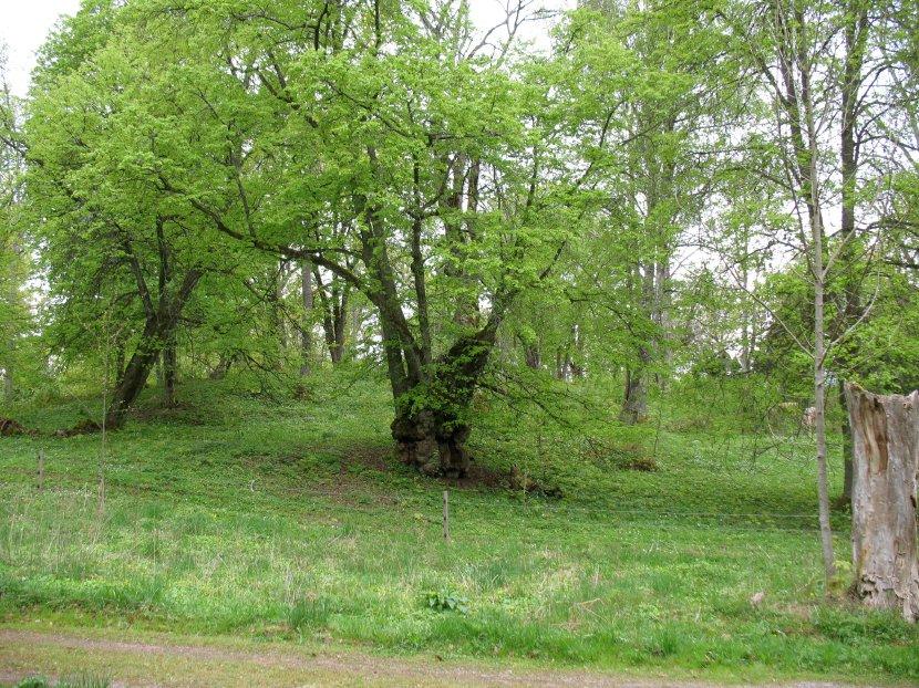 Ent. Tidskr. 132 (2011) Figur 3. Lind med tydliga spår av hamling som antagligen utförts på tidigt 1900-tal. Då beskar man fortfarande lövträd för att få vinterfoder till betesdjur.