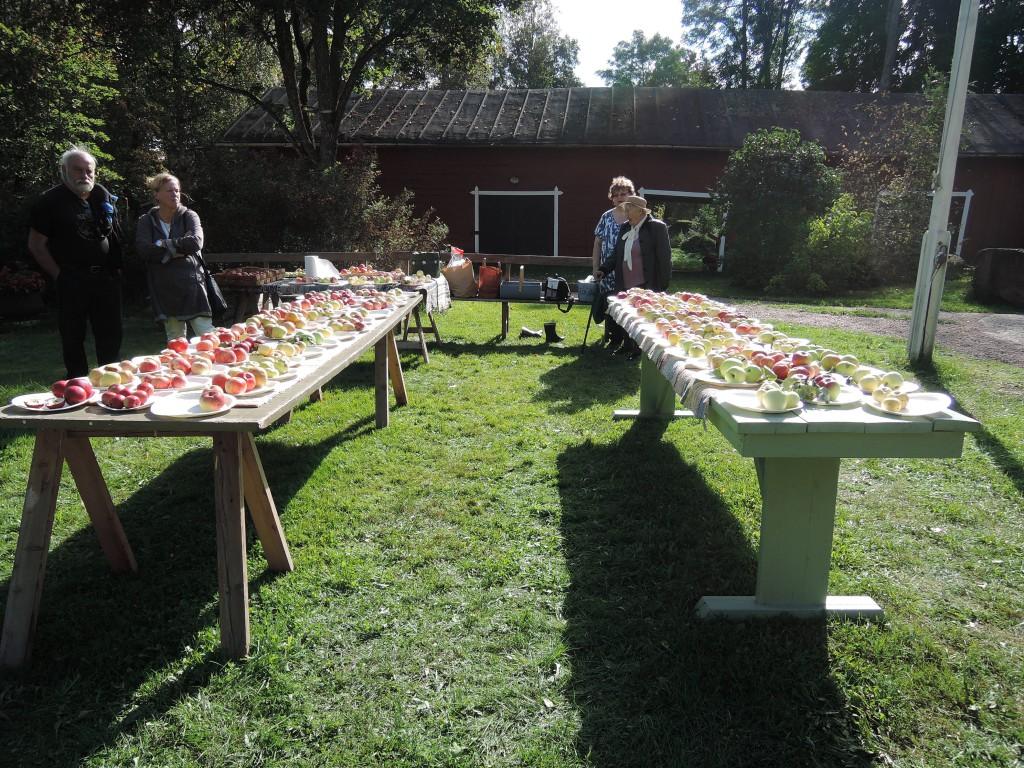 Gamla äppelsorter i Lappträsk med omnejd Under de fem senaste åren har Lappträsk hembygdsförening genomfört en omfattande inventering av gamla kulturväxter i nejden.
