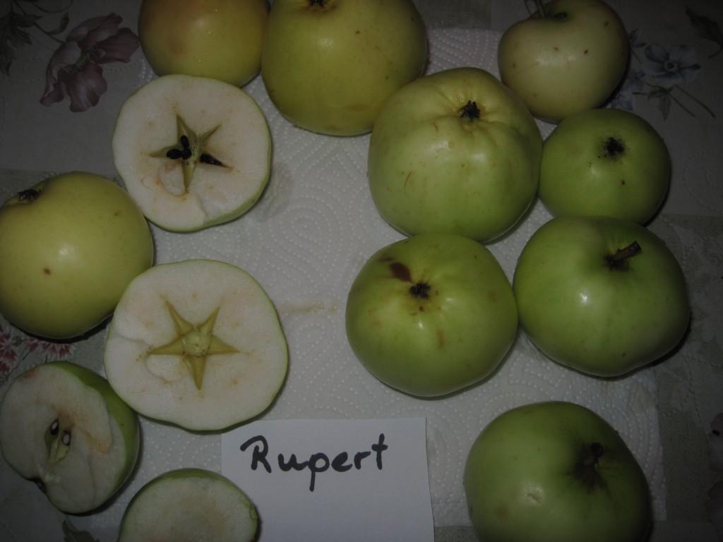 Slätis-Pottas 2: Antingen Transparente Blanche eller Klaräpple. Ljusgrönt medelstort eller lite mindre äpple som kan bli genomskinligt.
