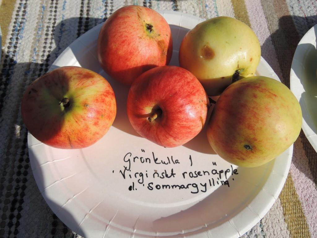 Kycklings gammal 1: Vit Nalif, Alabasterpipping. Ett plattrunt medelstort vitt äpple.
