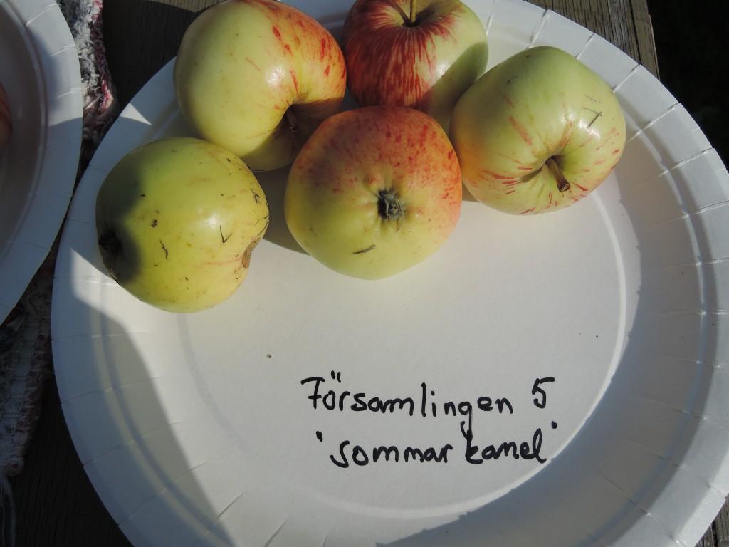 Höstäpplen Kaneläpplen finns på nästan alla gårdar. Det om något bevisar att de är väldigt härdiga och också mycket omtyckta.
