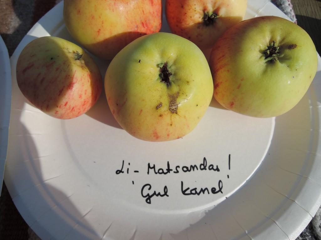 Gul Kanel: Det här äpplet är betydligt ljusare i färgen än de andra. Gult med aningen orangeröda strimmor. Smaken är ypperlig och sorten förekommer den också på många gårdar.