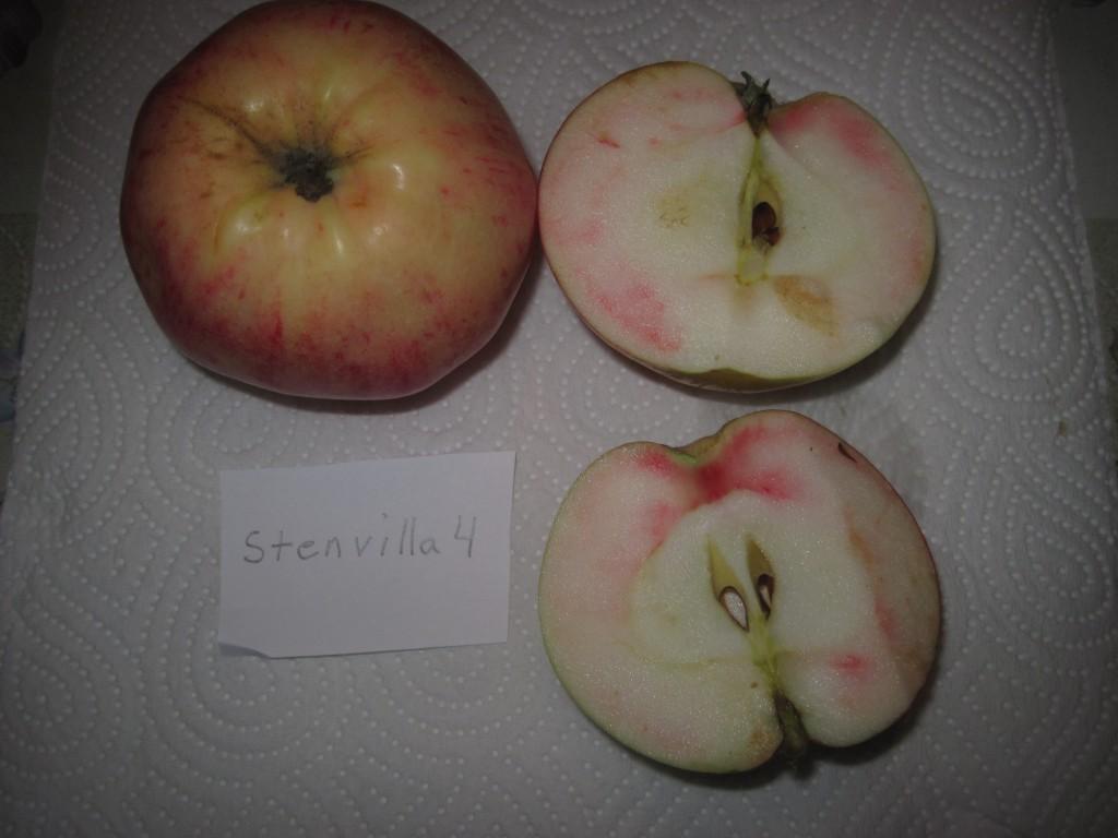 Stenvilla 7: Kan vara Grågylling.