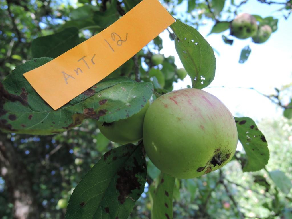 Anderssons trädgård 4 (AnTr 4): Möjligen Lehmapfel. Ett gult äpple med svagt rodnade kinder.