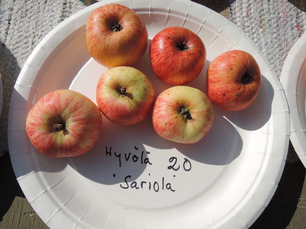 Hyvölä 7