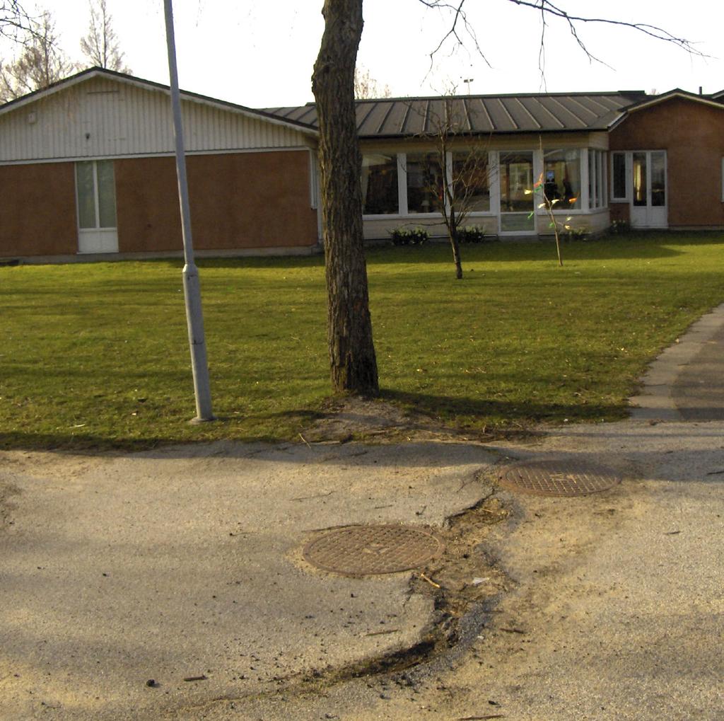 Kostsamma konflikter när träd och VA-system ska samsas Ett träd kräver samma förutsättninar för att kunna leva oberoende om det växer i naturmark eller atumiljö.