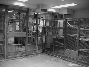 njurfunktion Transplantationskirurgi