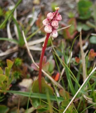 Har längre och hårigare blad än kråkbär.