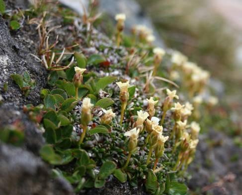 Fjällgröna (knopp) Knoppbräcka 3-5 cm Juni-juli. Ej i Dalarna.