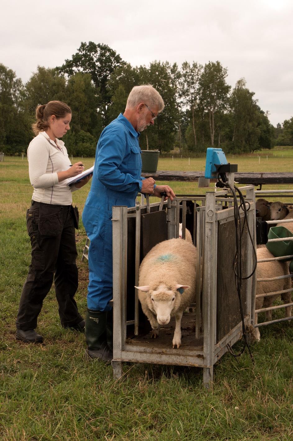 3.2 Rearing systems Inomhus: Ensilage + 0,8 kg spannmål Åkermarksbete Åkermarksbete +