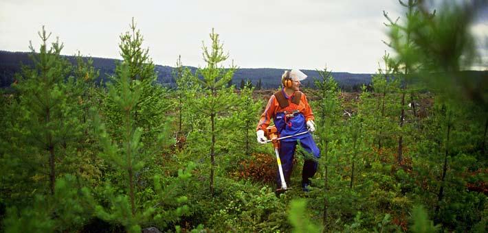 8 Kontrakt skogsvårdsavtal Utifrån en helhetssyn på skogsbruket åtar sig Sveaskog även att utföra de skogsvårdsåtgärder som kan vara nödvändiga efter en avverkning.