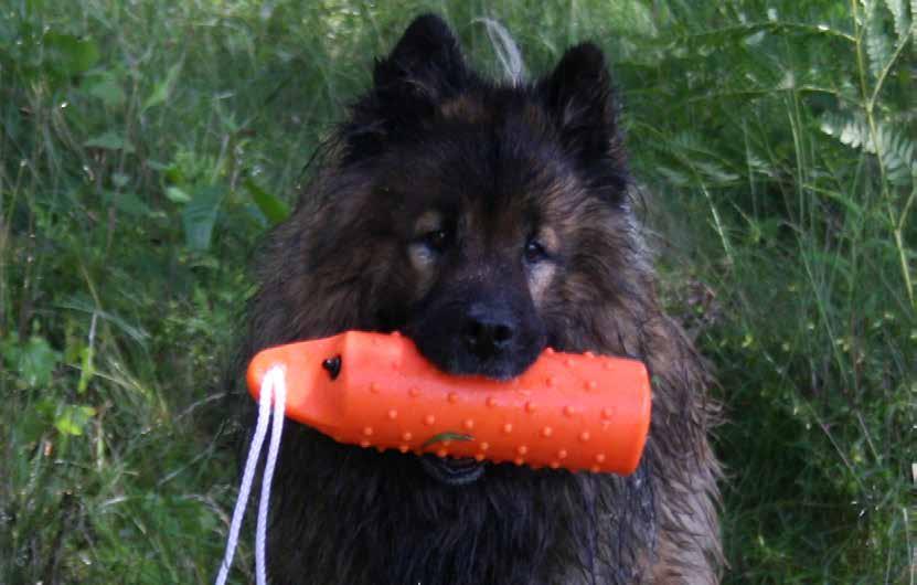 Här kan du sätta in en minnesannons om din eurasier har gått bort.