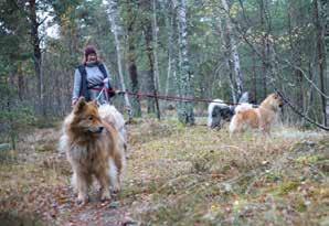 Just nu jobbar jag inom vården men vill jobba med hundar i framtiden, jag är certifierad canineopat med D9 kompetens, alltså med andra ord Djurvårdare på utökad nivå, specialiserad på skador på