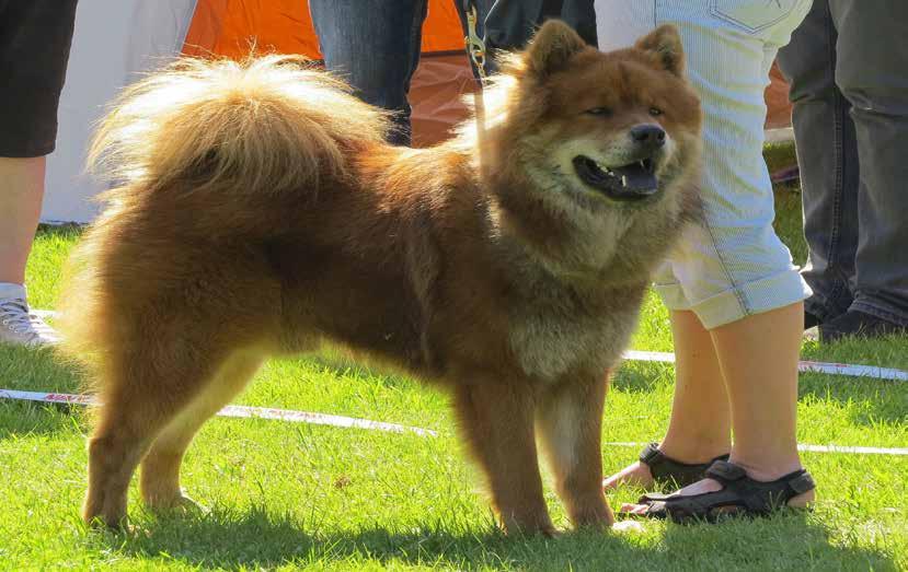 Hugos äventyr Crufts Vilken tur att Linux tycker om att åka bil. Sverige-Damark- Tyskland-Holland-Belgien-Frankrike-England. Vi tog det på 2 dagar, men vi träffade de som kört i ett sträck. Hej igen!