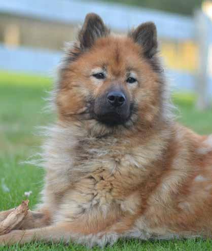 Symtom som tyvärr är vanliga hos svenska hundar och där problemen inte är helt tydliga att upptäcka hos din hund.
