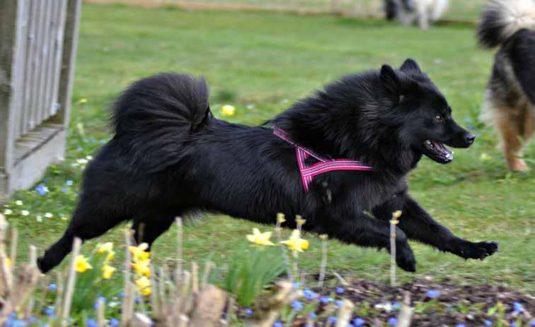 En uppfödare kan tilldelas obegränsat antal BPH-uppfödardiplom men samma hund kan bara ingå på ett diplom.