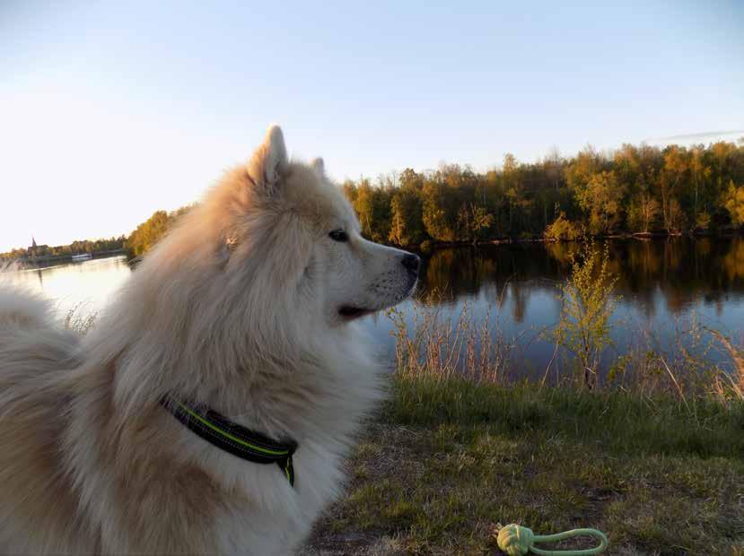 Fotografera din hund! synts i bild. En utmaning när man ska fotografera sin fyrbenta vän är att det ofta finns så många intressanta saker runt omkring.