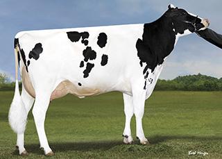 CRISweden Produktionstjur, Förstklassig Juver hälsa Balans mellan Mjölktyp och Styrka ARCHY 1HO13486 LANGSTWINELM CH ARCHYET Born: 04/21/17 Reg.