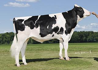 4 CARUBAP RENLY CRISweden 1HO13449 AARDEMA CARUBAPET Born: 02/08/17 Reg.