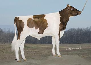 CRISweden Röd Polled tjur, Utmärkt Dotterfertilitet Bra Kalvningsförmåga Starkt juver Robottjur 92608 97886 210 ICC$ +$776 LNM$ +$665 73%R 78%ile HLTH$ +$184 FM$ +$603 FYFT$ +$85 CM$ +$694 CABL$ +$35
