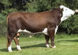 CRISweden 110: 71604 85: 71521 QUAKER HILL BIG DADDY 4W2 1AN01369 18025243 A reliable calving ease bull that ranks in the top of