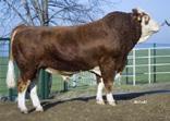 Mature Frame: N/A 365 Days: 1480 lbs. Scrotal: 38.7 cm. @ 12 mos.