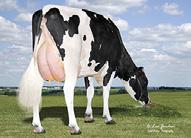 CRISweden Topp Produktion Topp Fertilitet Jacey Son Bröstbredd +4 TABASCO 1HO11376 WEIGELINE JACEY TABASCOET Born: 10/21/13 Reg.