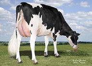 MGS: DESU 521 BOOKEMET MGD: WEIGELINE PANAM 1554 209 3x 325d 23,370m 3.8 886f 3.2 754p lbs.