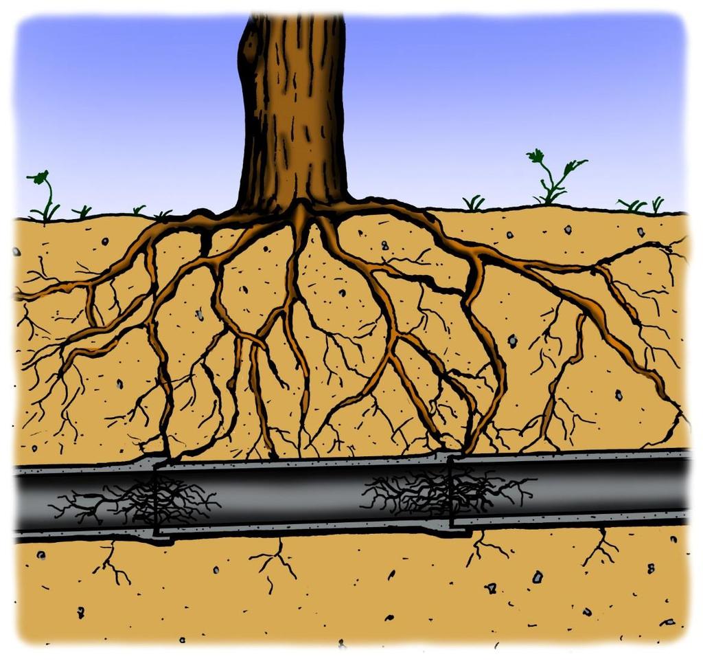Åtgärda problem med inträngande trädrötter Att rensa en ledning från trädrötter som trängt in genom rörskarvar ger bara ett kortsiktigt skydd mot stopp i avloppsledningar.