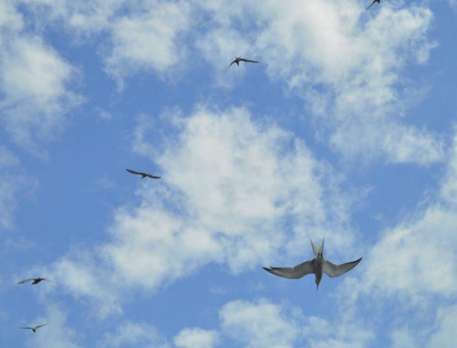 Tärnor i flygande fläng. Foto: Anders Tysklind Vad innebär fågel- och sälskydd? Fågel- och sälskyddsområden finns för att fåglar och sälar ska få vara ifred under den tid de får sina ungar.