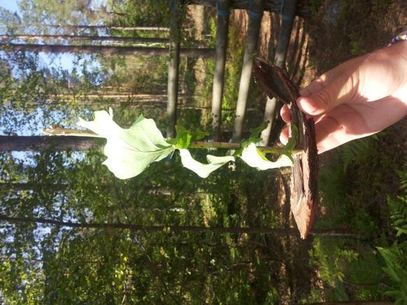 Barnen blev riktigt duktiga på segling och många av dem fick nya skeppargrader på Broövergången.